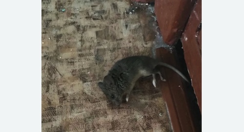 Дезинфекция от мышей на Проспекте Вернадского города Москвы